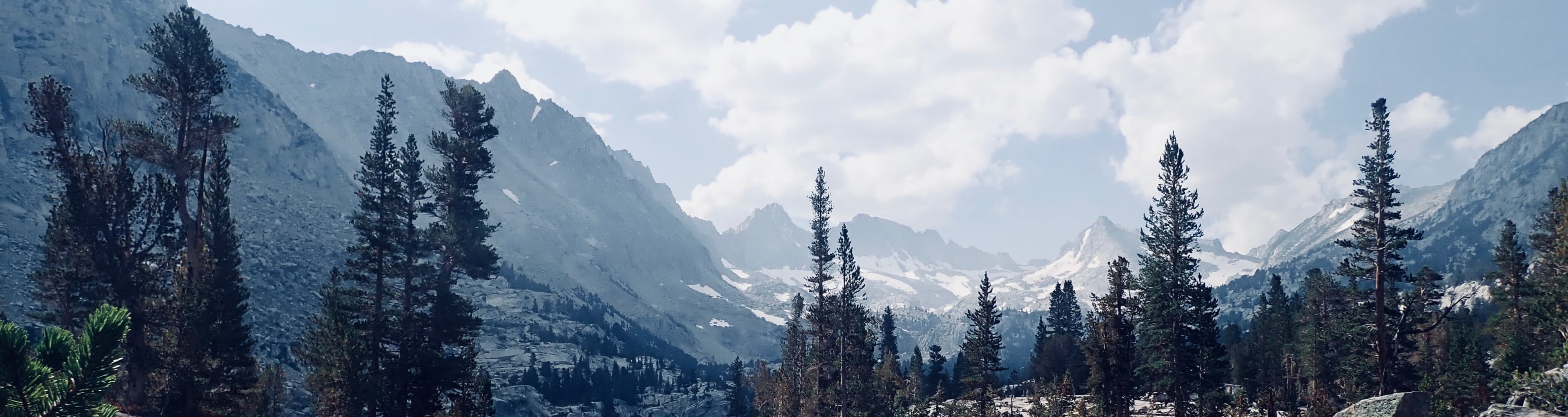 Forest with mountain backdrop